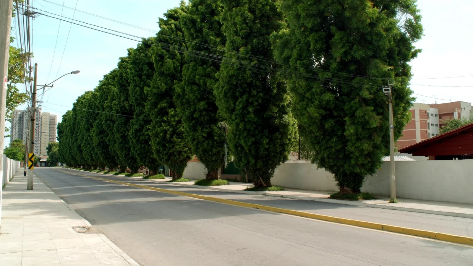 Rua arborizada característica de Moema